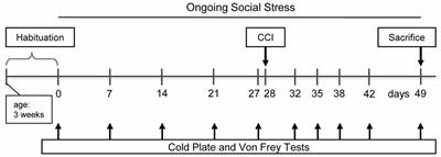 Chronic Social Stress Time-Dependently Affects Neuropathic Pain-Related Cold Allodynia and Leads to Altered Expression of Spinal Biochemical Mediators